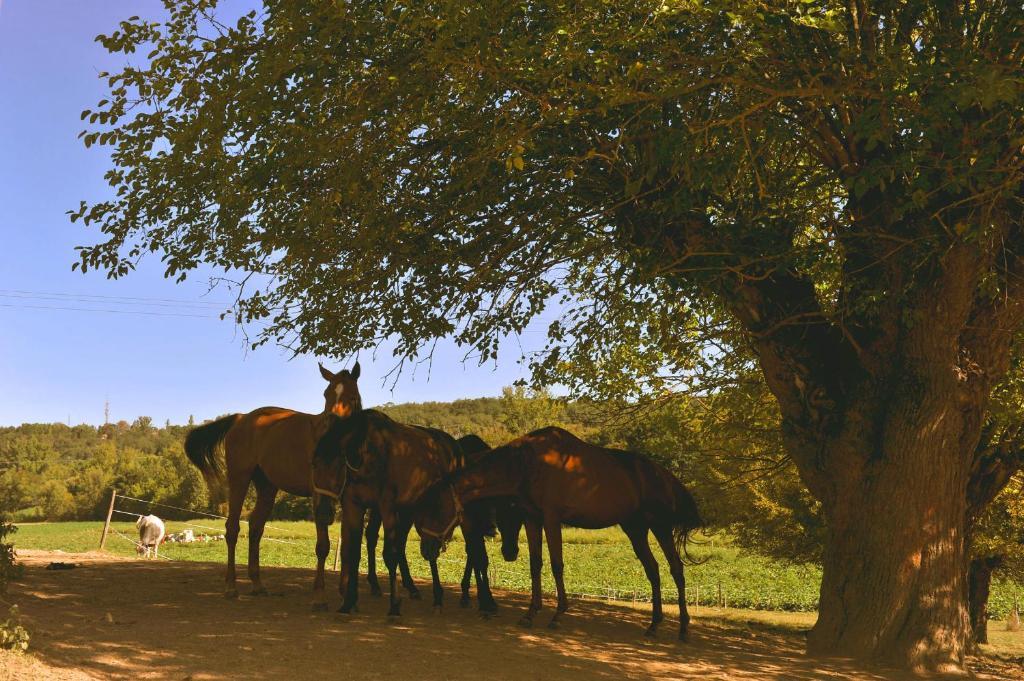 モントーバン Domaine De Belcayre Bed & Breakfast エクステリア 写真